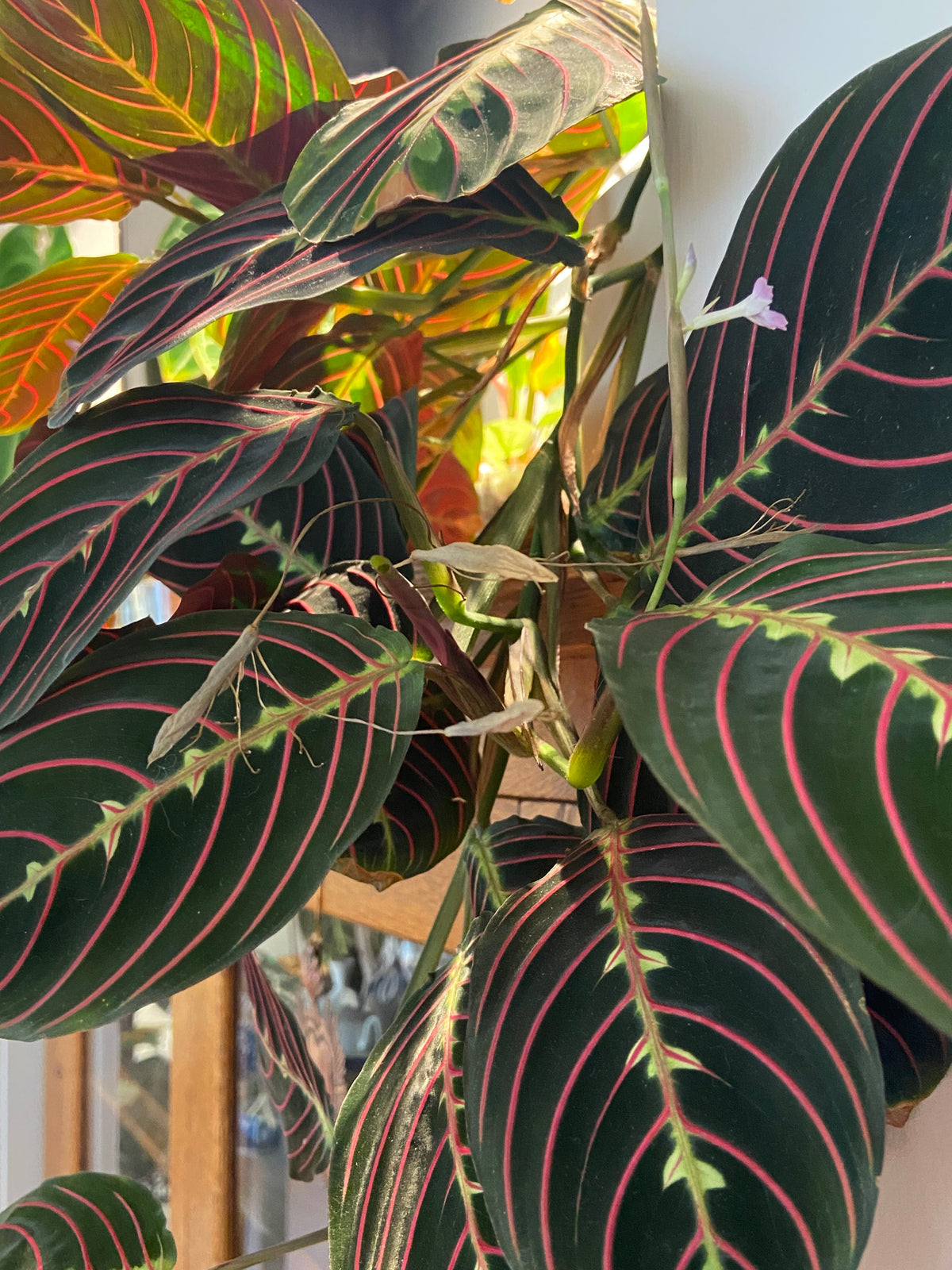 Prayer Plants