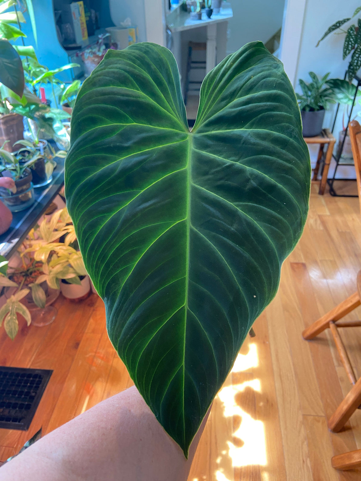 Philodendron