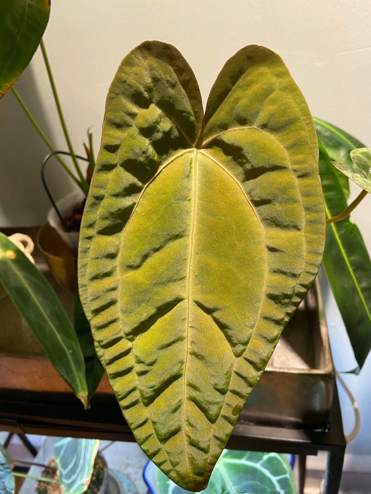 Anthurium