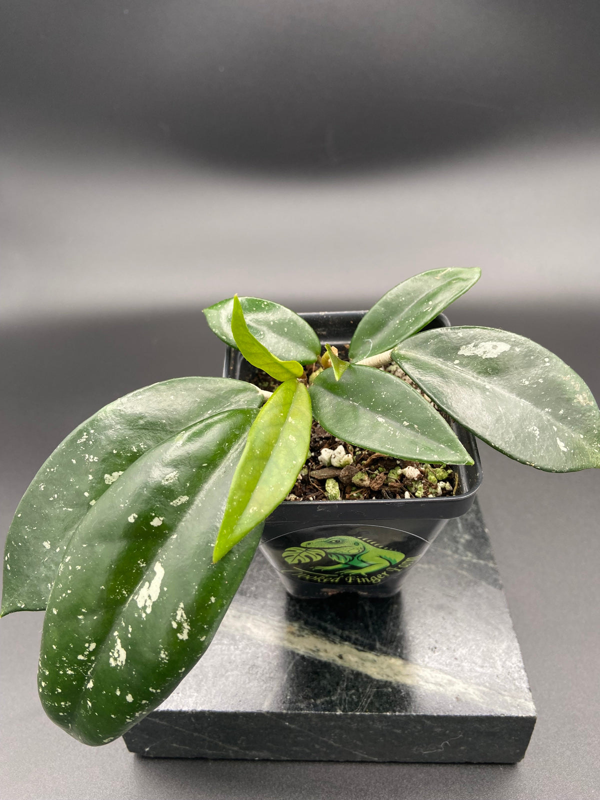 Hoya