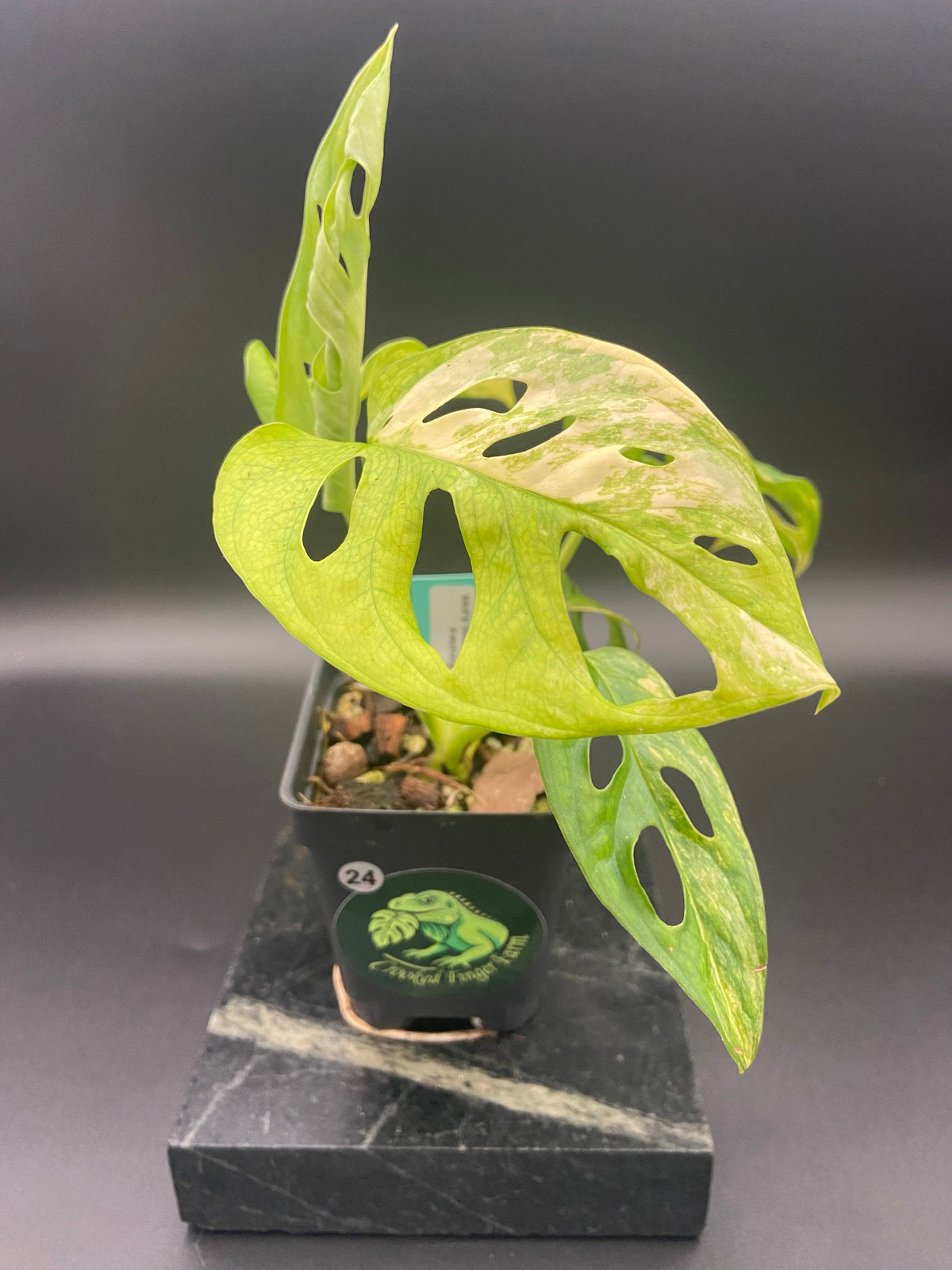 Monstera