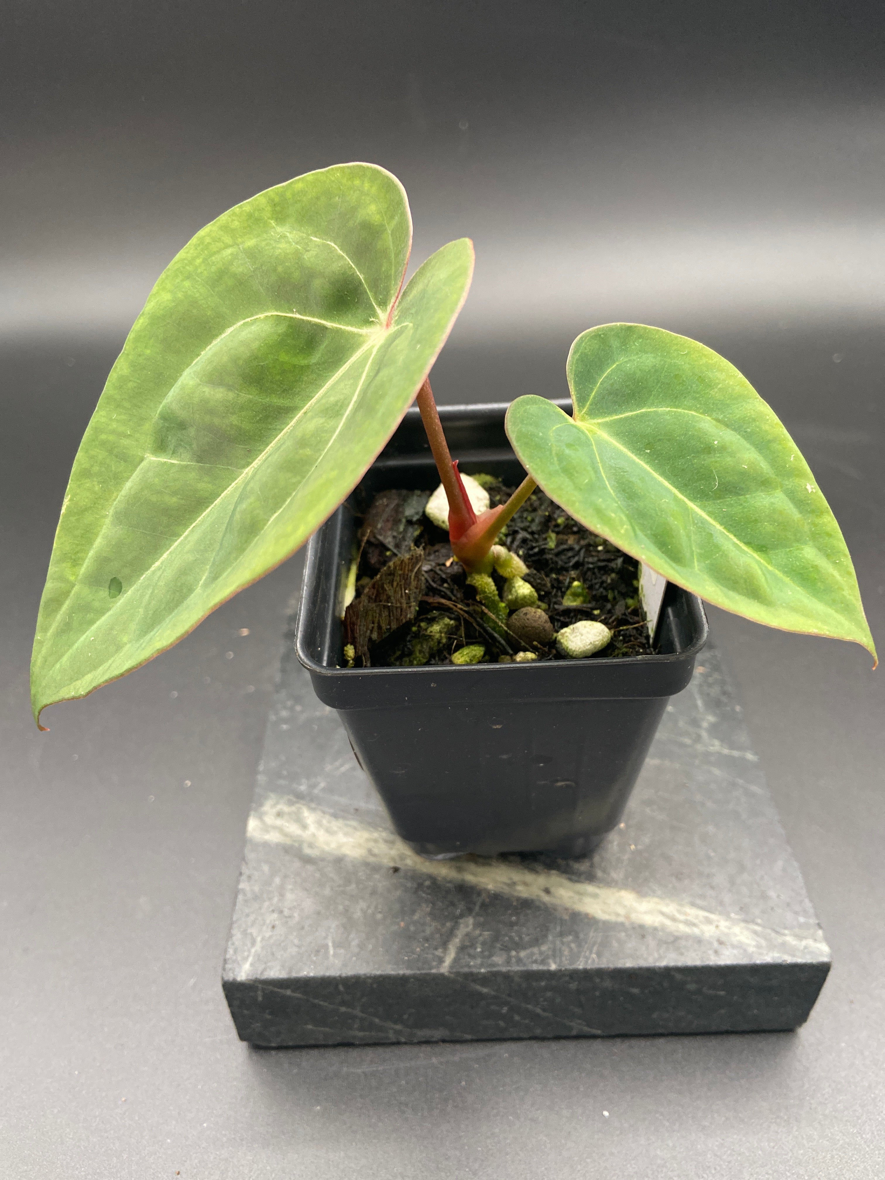 Anthurium Papillilaminum x Michelle — WYSIWYG Starter