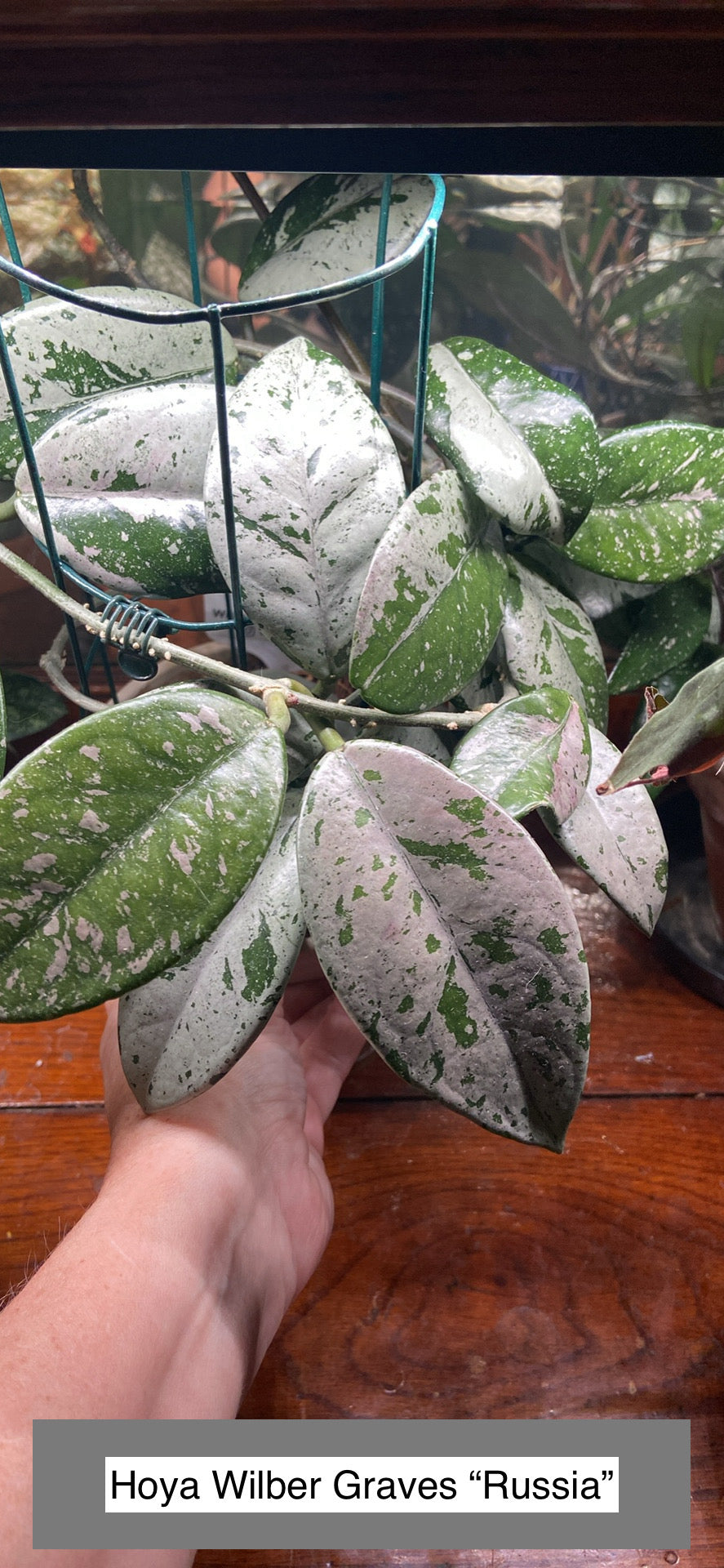 Hoya Carnosa 'Wilbur Graves' Russia — Grower's Choice