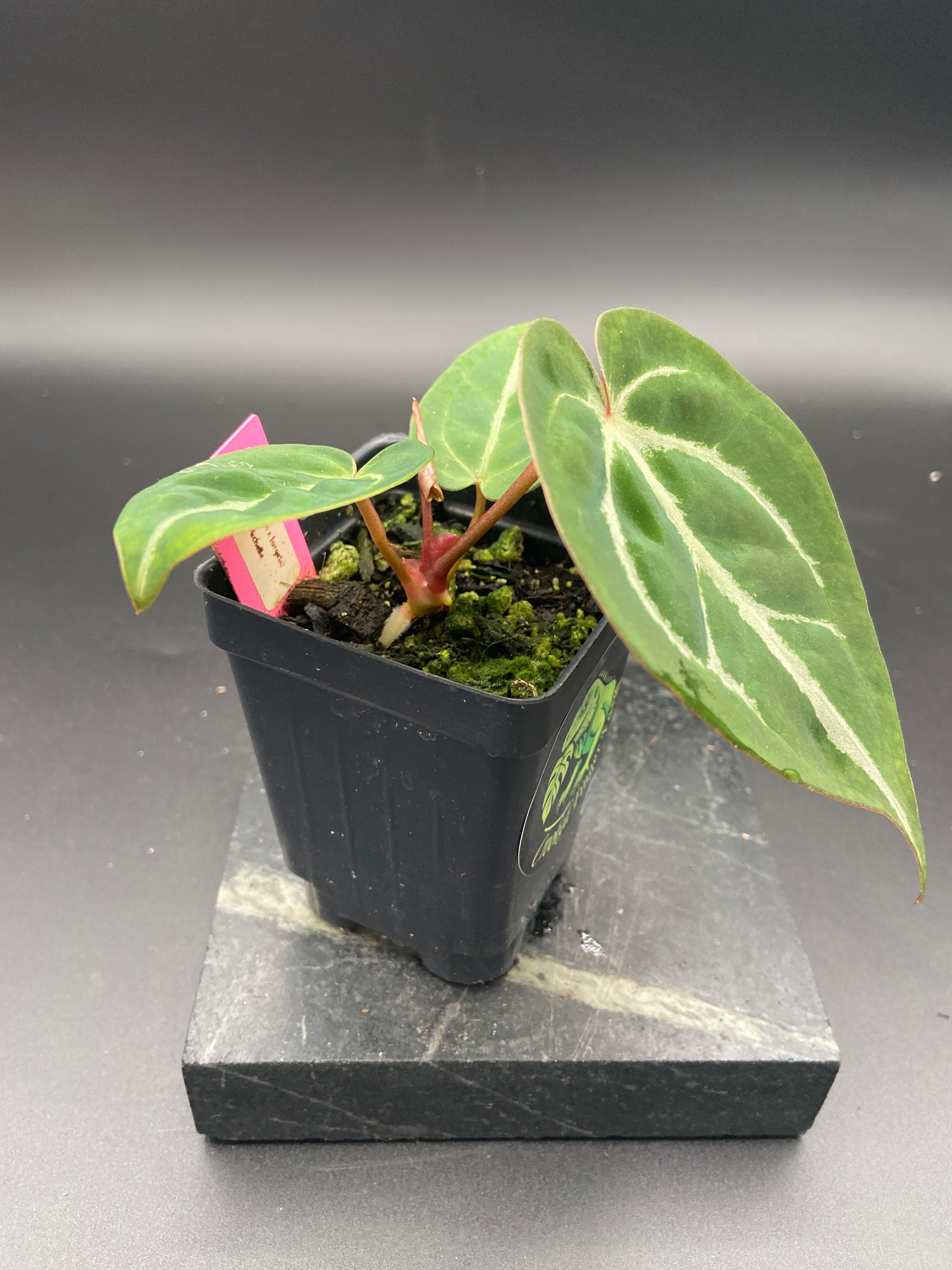 Anthurium (Magnificum x Forgetti) X Michelle. — WYSIWYG