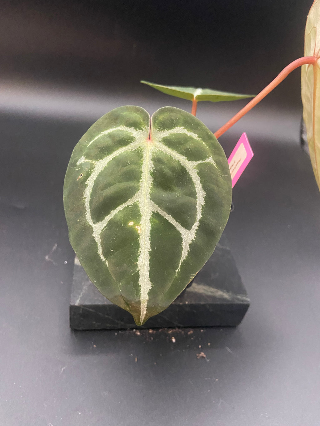 Anthurium (Magnificum x Forgetti) X Michelle. — WYSIWYG