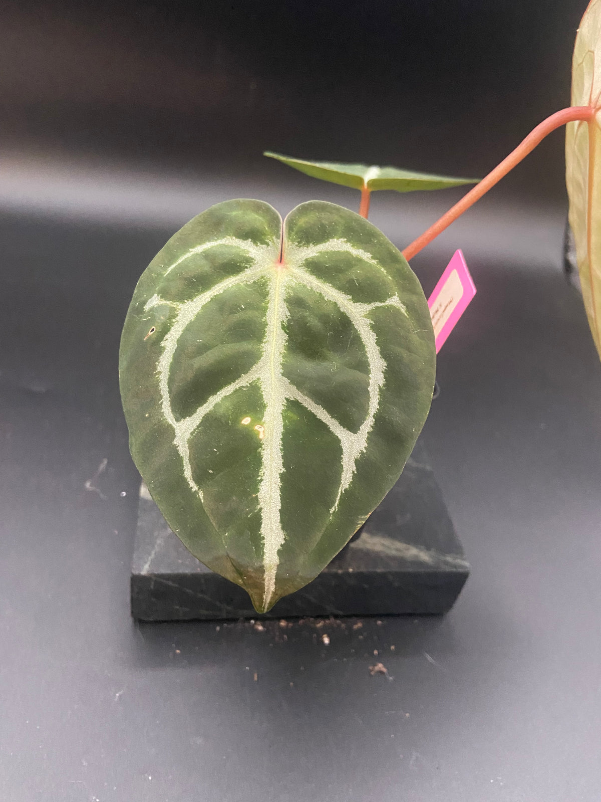Anthurium (Magnificum x Forgetti) X Michelle. — WYSIWYG