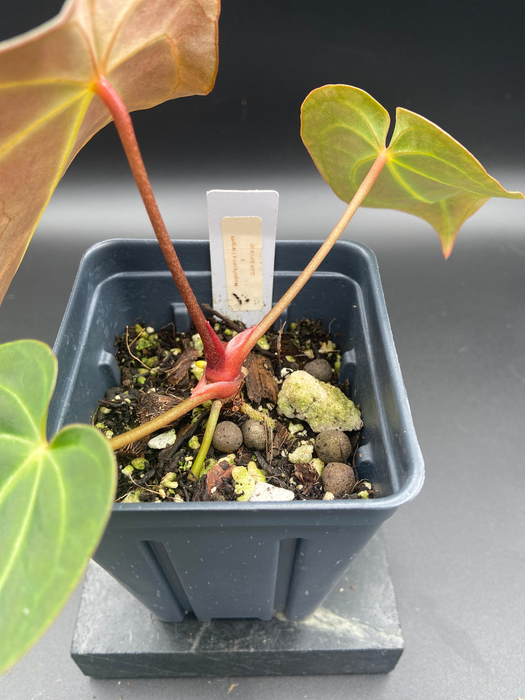 Anthurium (Magnificum x Forgetti) X Dark Besseae Aff. — WYSIWYG