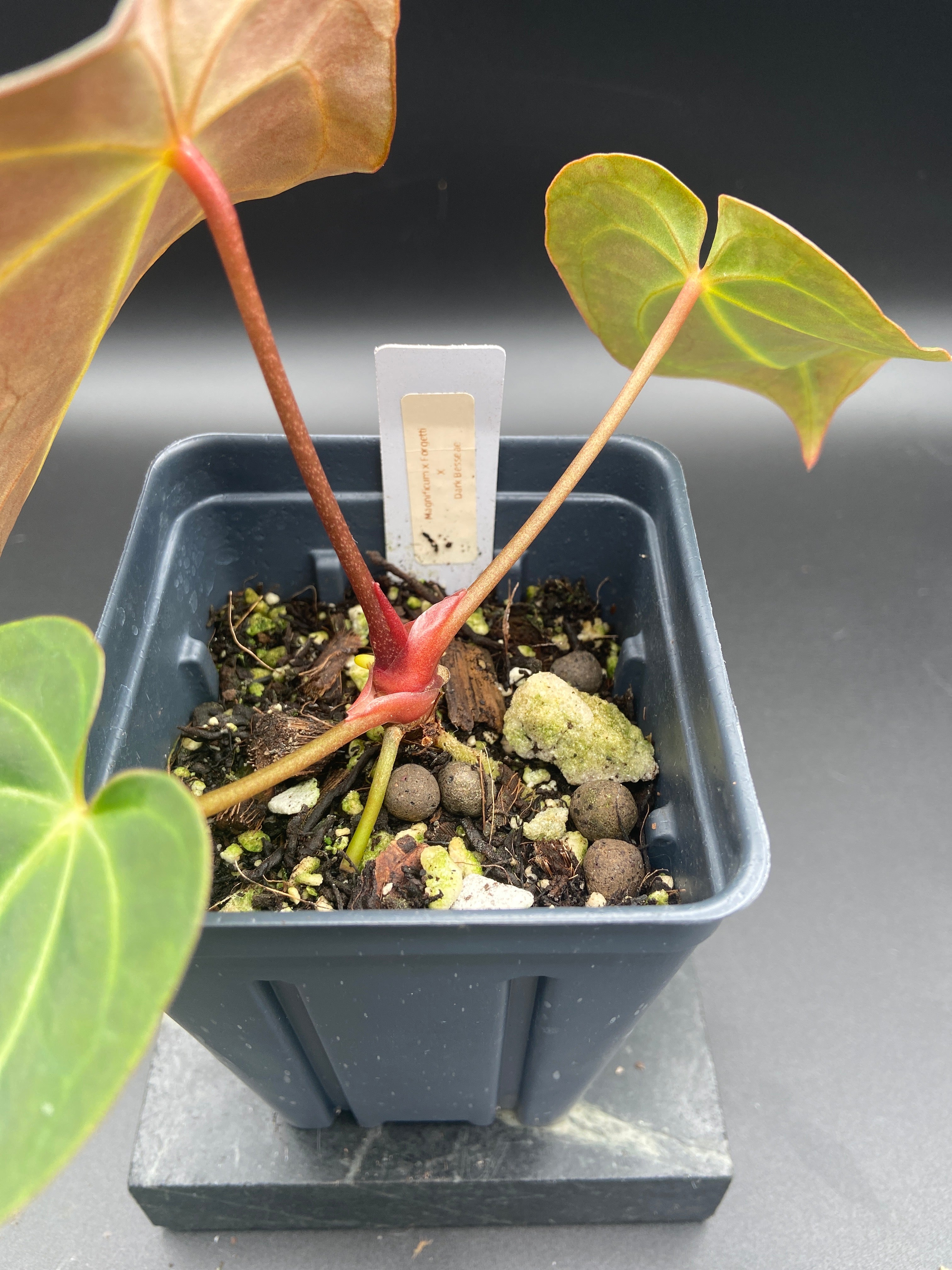 Anthurium (Magnificum x Forgetti) X Dark Besseae Aff. — WYSIWYG