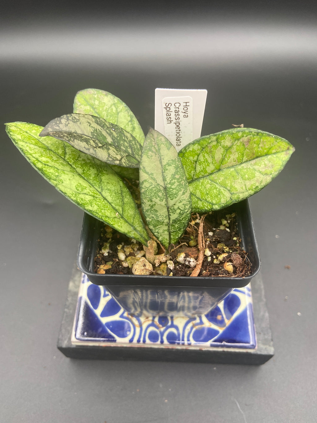 Hoya Crassipetiolata Splash — WYSIWYG