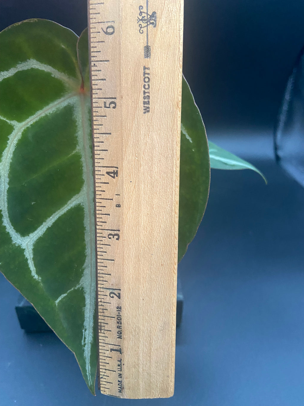 Anthurium (Magnificum x Forgetti) X Michelle. — WYSIWYG