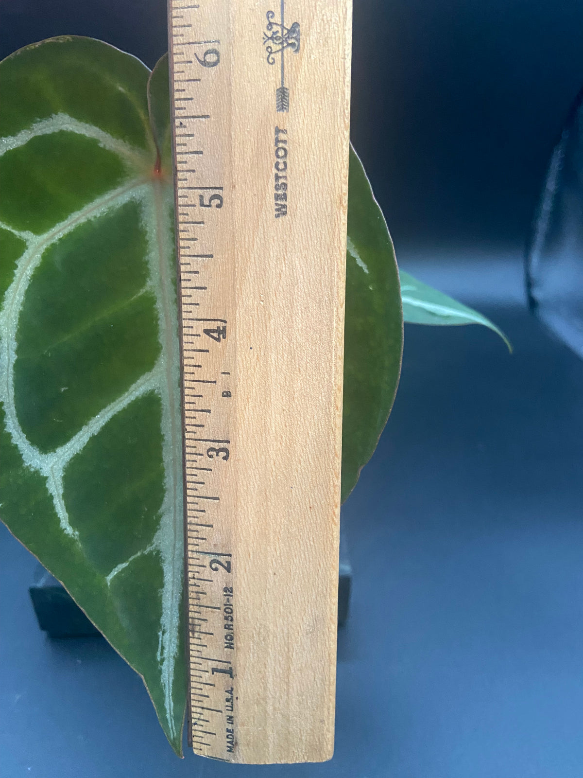 Anthurium (Magnificum x Forgetti) X Michelle. — WYSIWYG