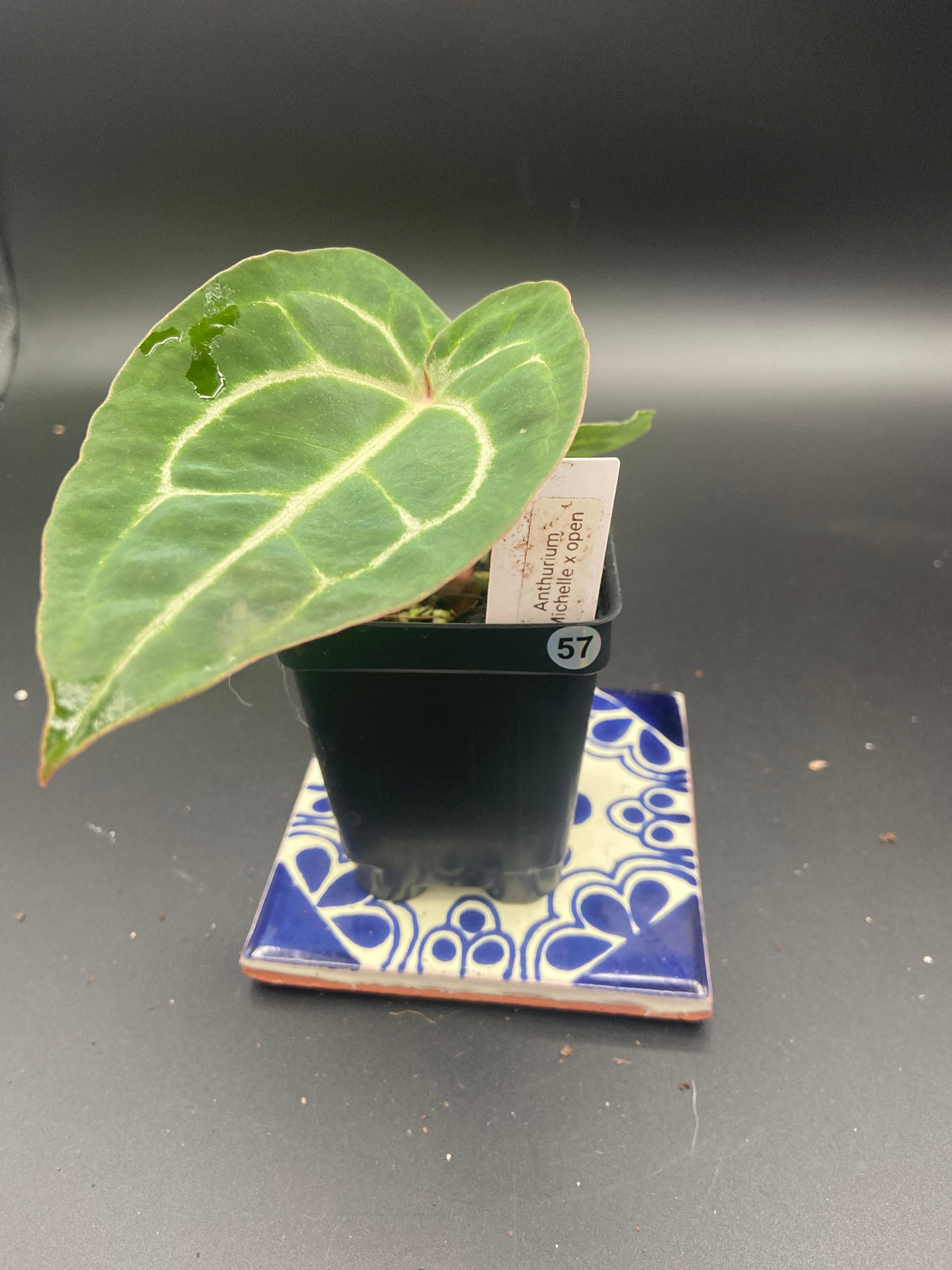 Anthurium Michelle x Open Pollination — WYSIWYG Starter