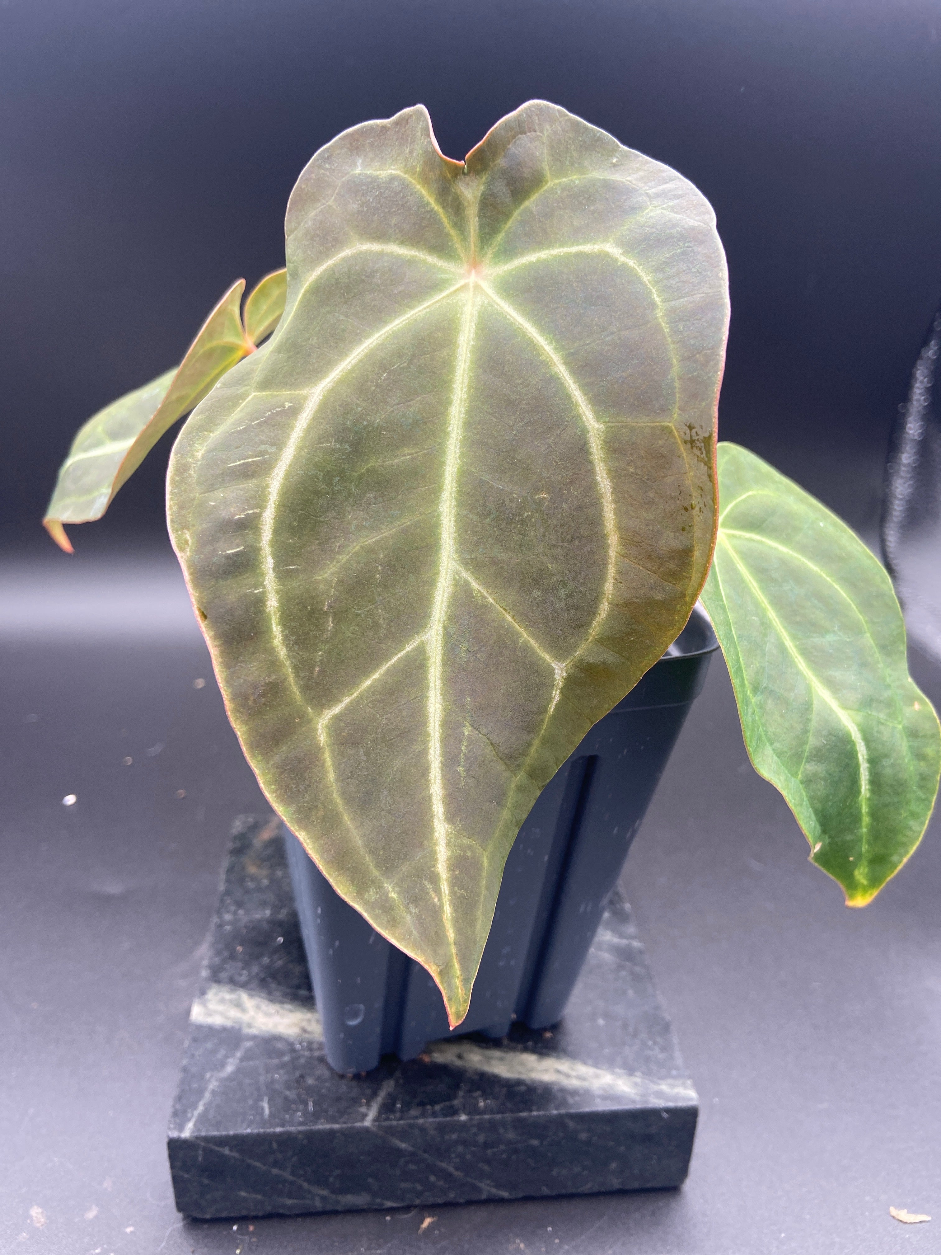 Anthurium (Magnificum x Forgetti) X Dark Besseae Aff. — WYSIWYG