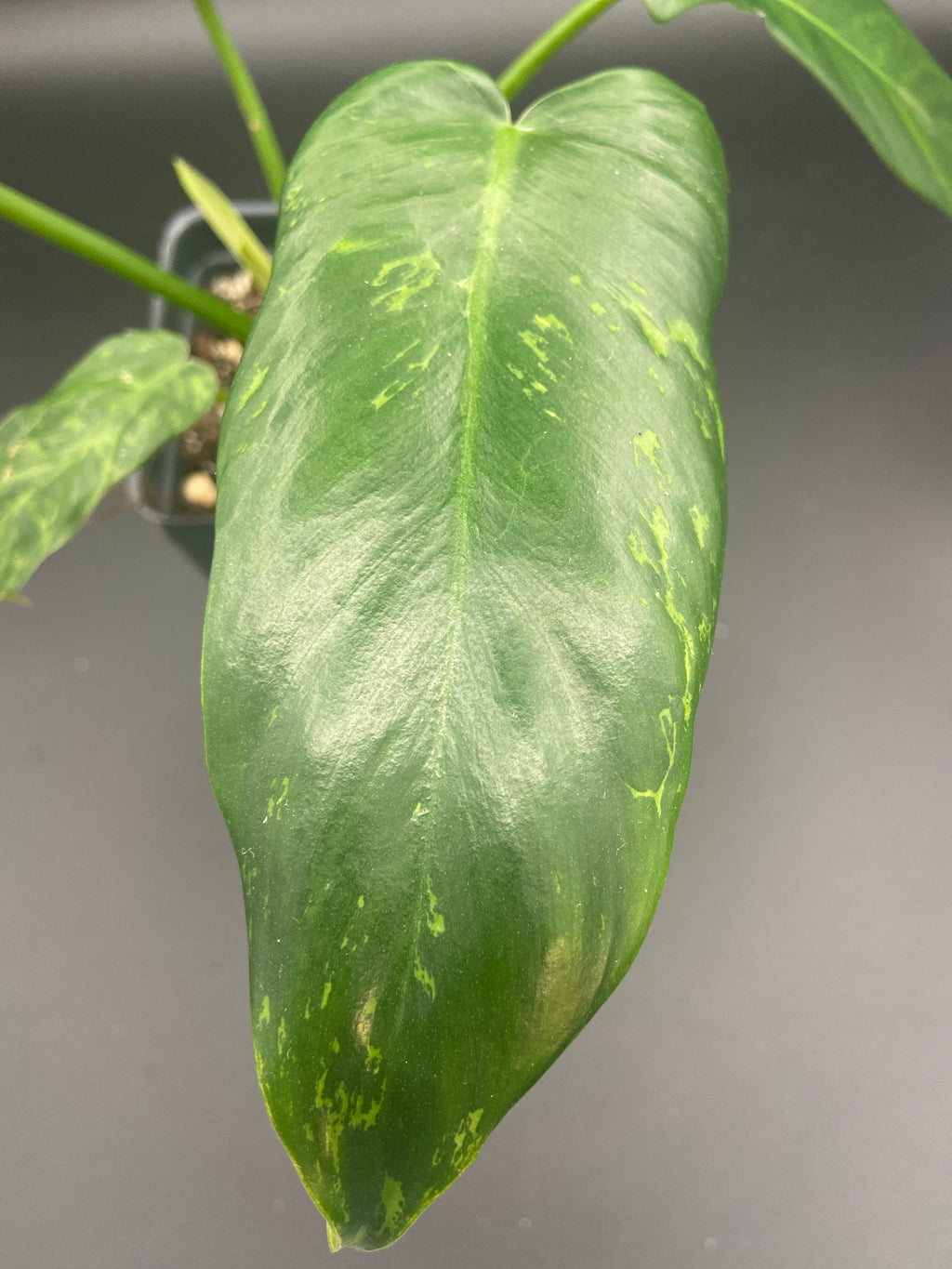 Philodendron Mottled Dragon — WYSIWYG
