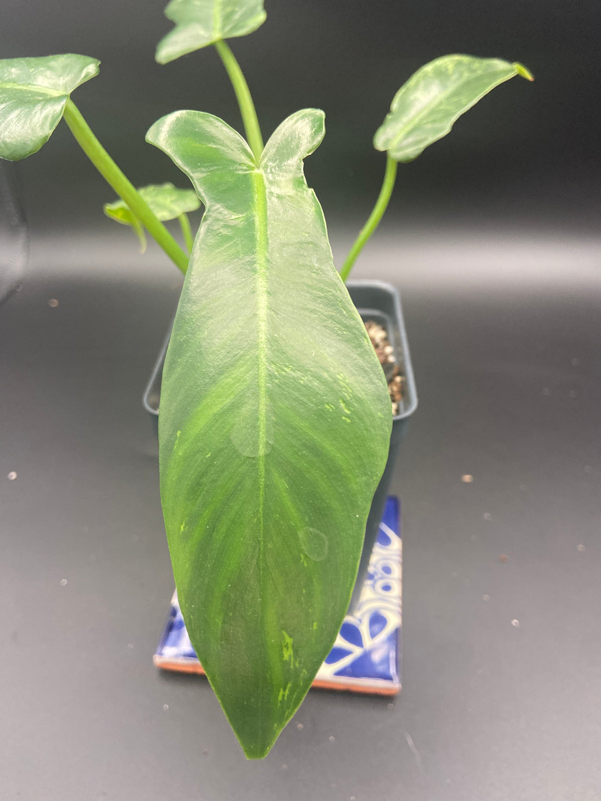Philodendron Mottled Dragon — WYSIWYG