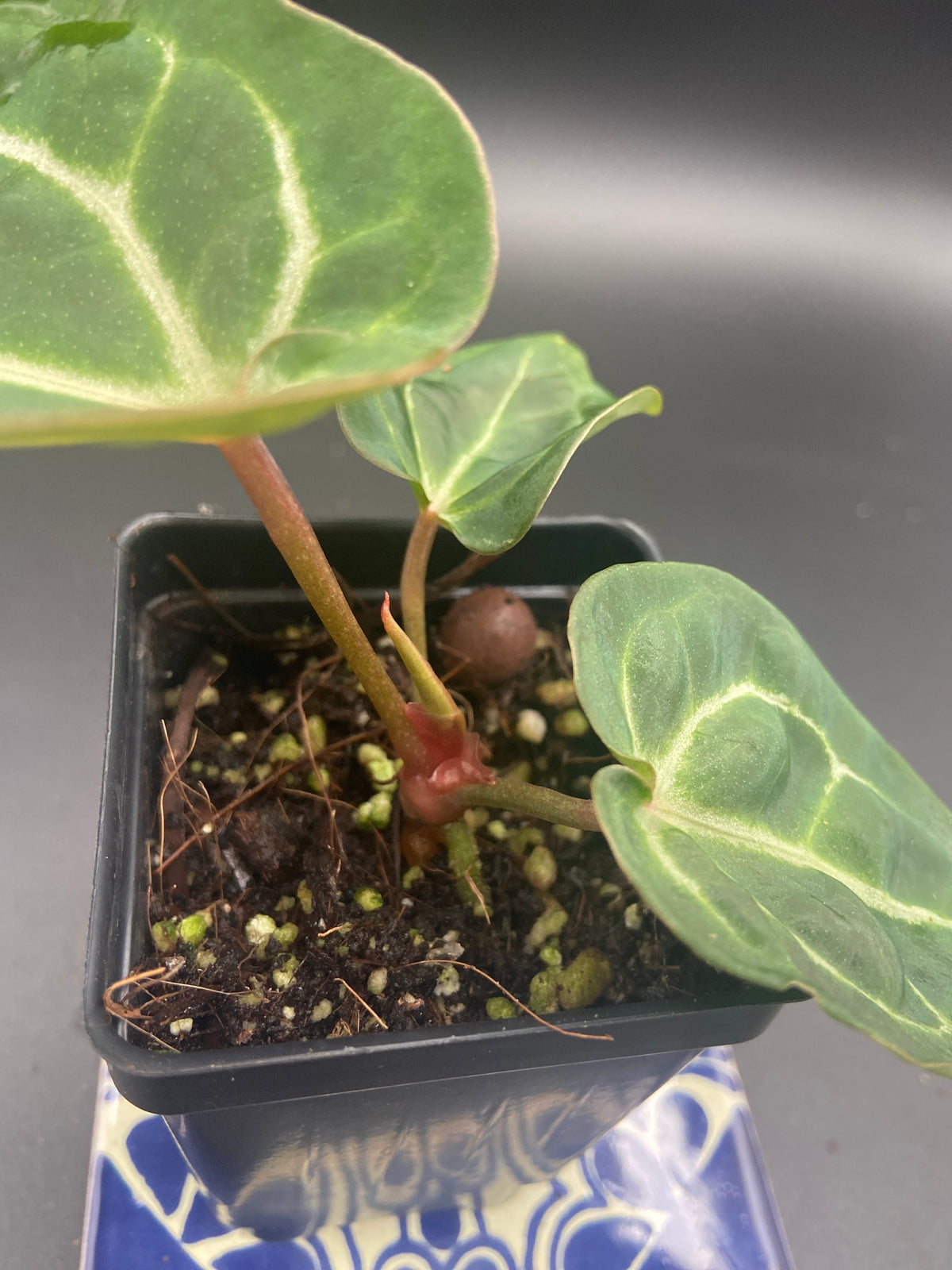 Anthurium Michelle x Open Pollination — WYSIWYG Starter