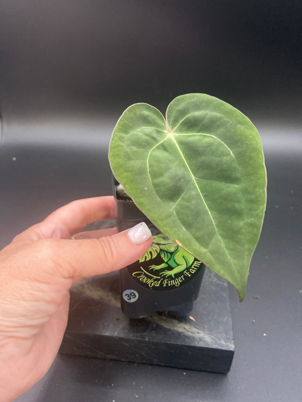 Anthurium Papillilaminum x Michelle — WYSIWYG Starter