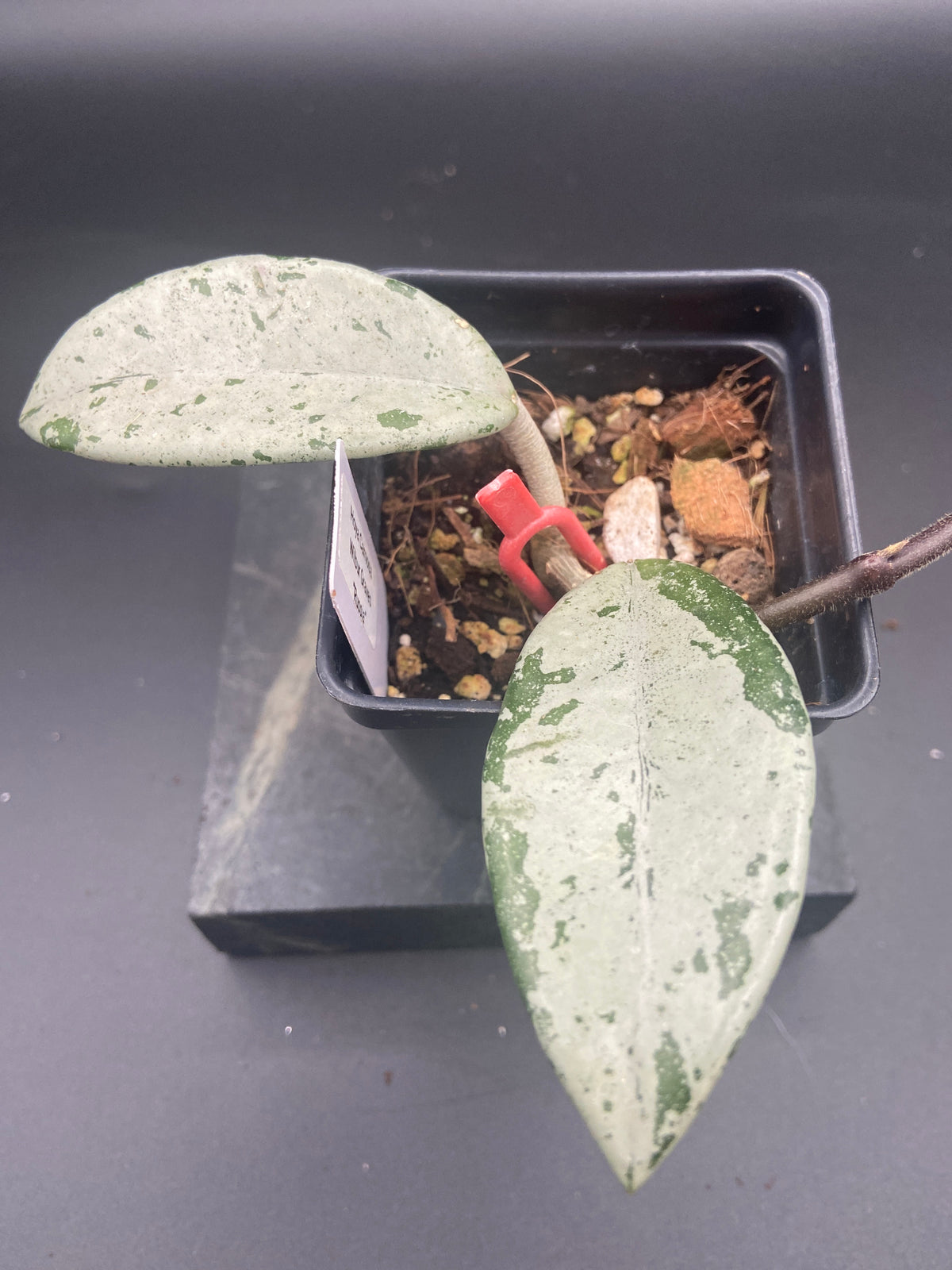 Hoya Carnosa 'Wilbur Graves' Russia