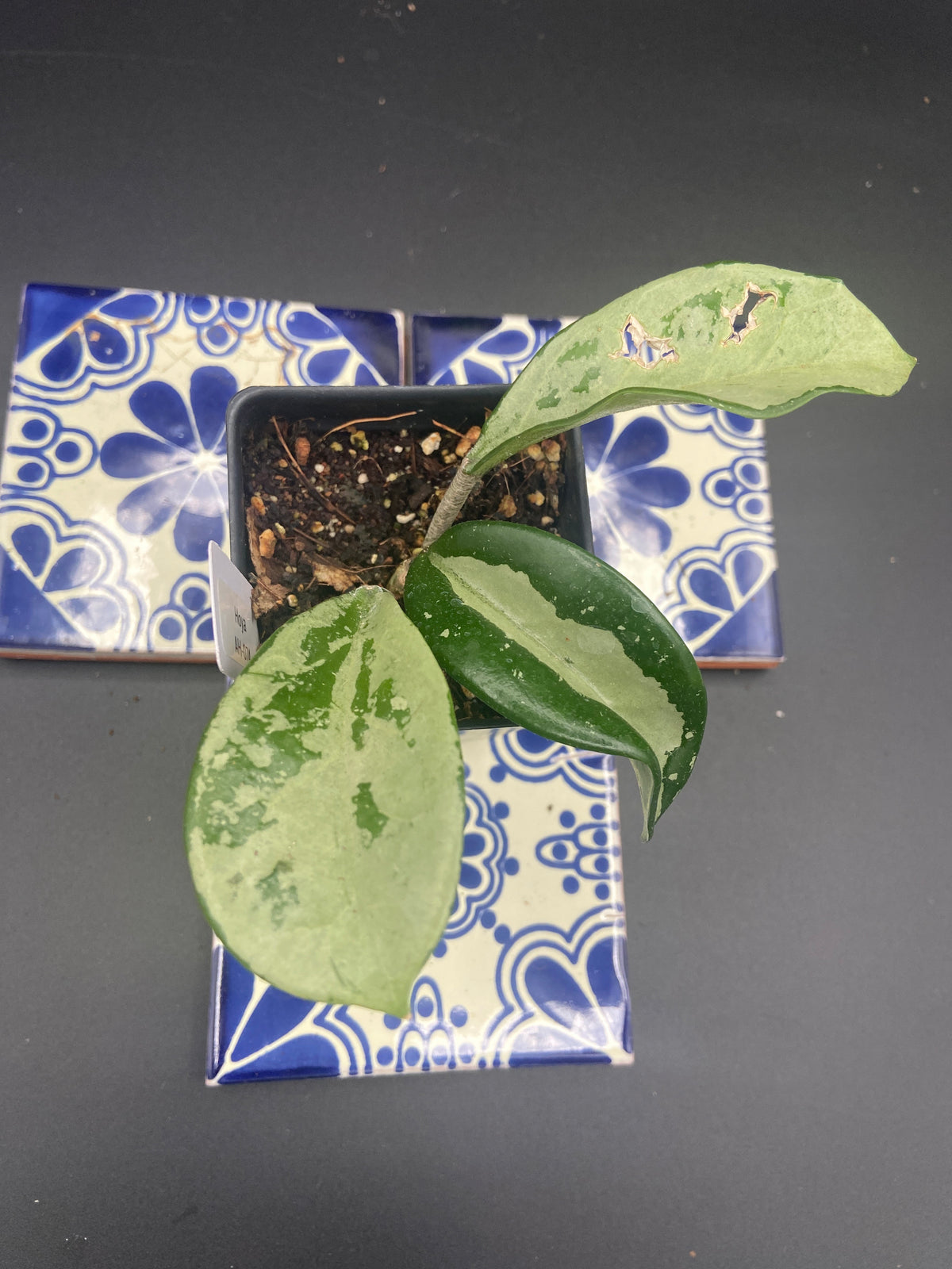 Hoya AH074 'Silver Moon'