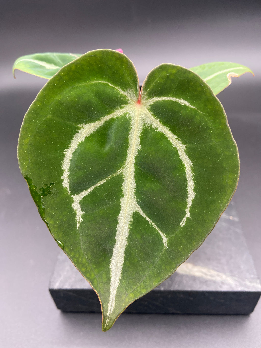 Anthurium (Magnificum x Forgetti) X Michelle. — WYSIWYG