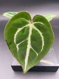 Anthurium (Magnificum x Forgetti) X Michelle. — WYSIWYG