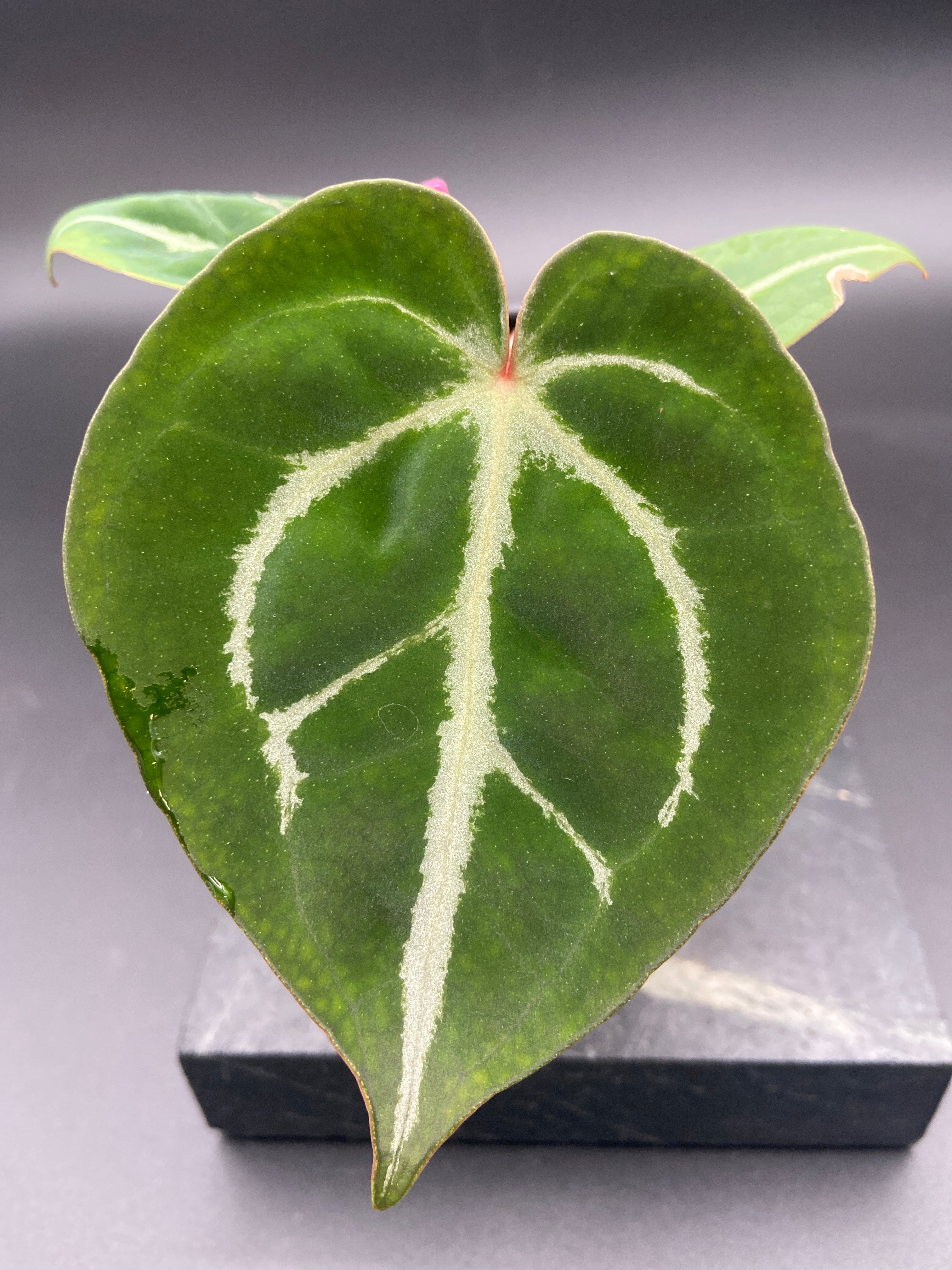 Anthurium (Magnificum x Forgetti) X Michelle. — WYSIWYG