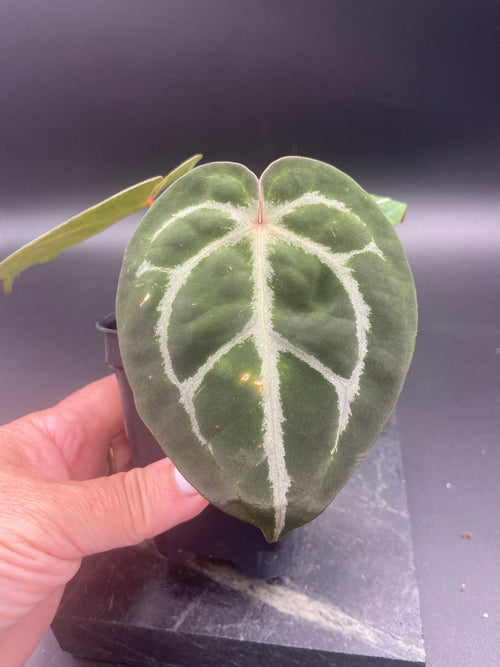 Anthurium (Magnificum x Forgetti) X Michelle. — WYSIWYG
