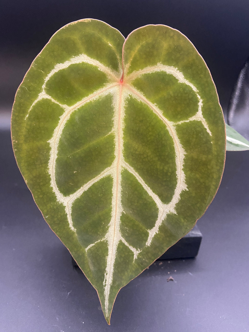 Anthurium (Magnificum x Forgetti) X Michelle. — WYSIWYG