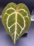 Anthurium (Magnificum x Forgetti) X Michelle. — WYSIWYG