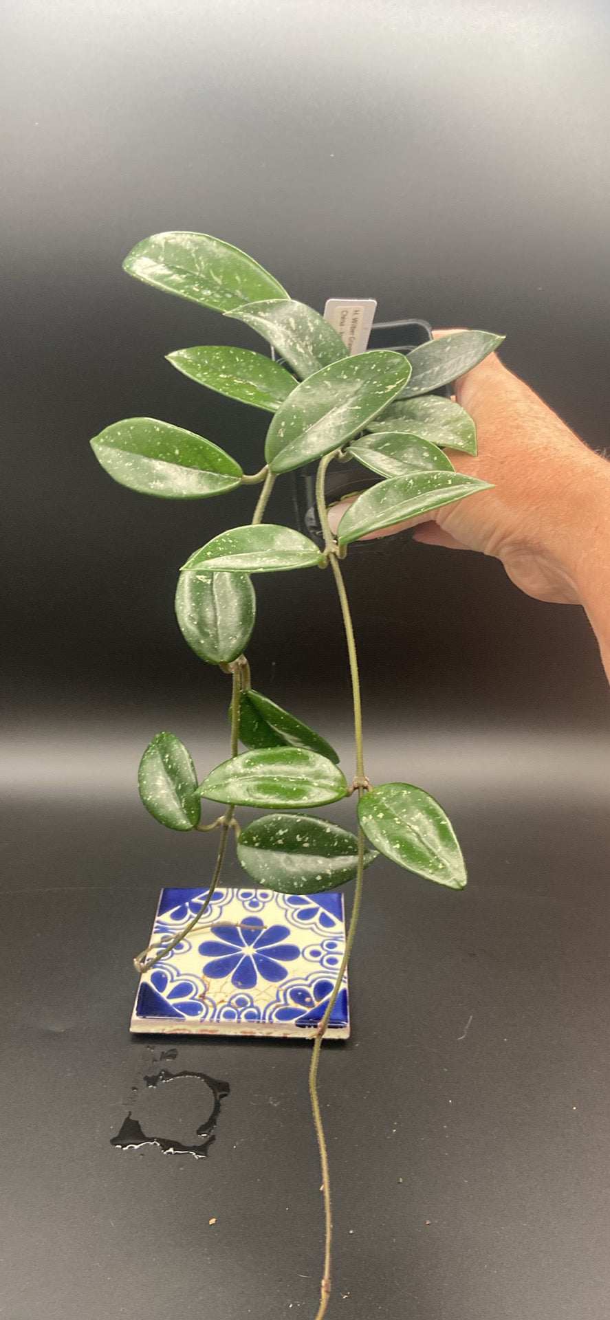 Hoya Carnosa 'Wilbur Graves' China