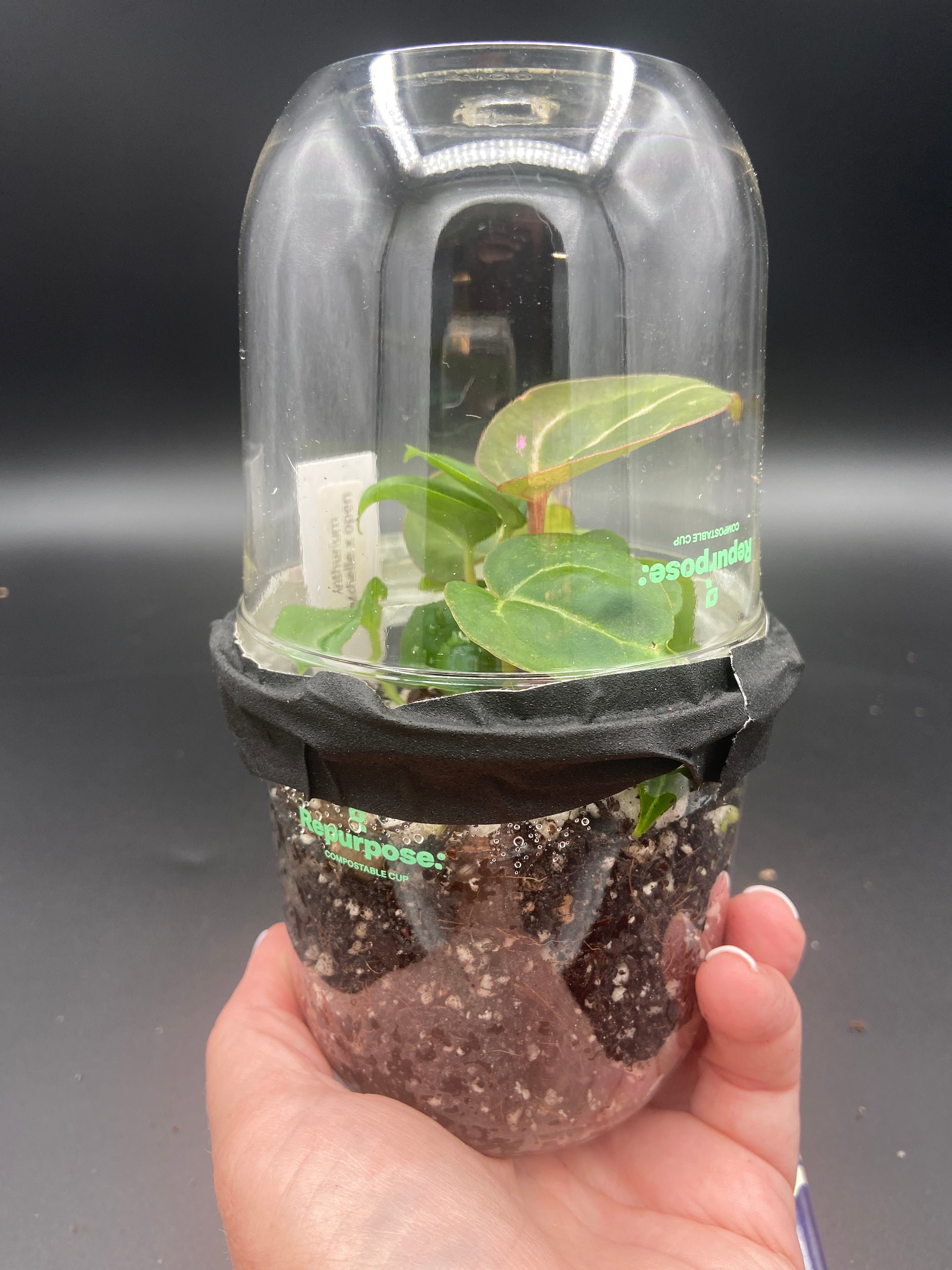 Anthurium Seedling Capsules