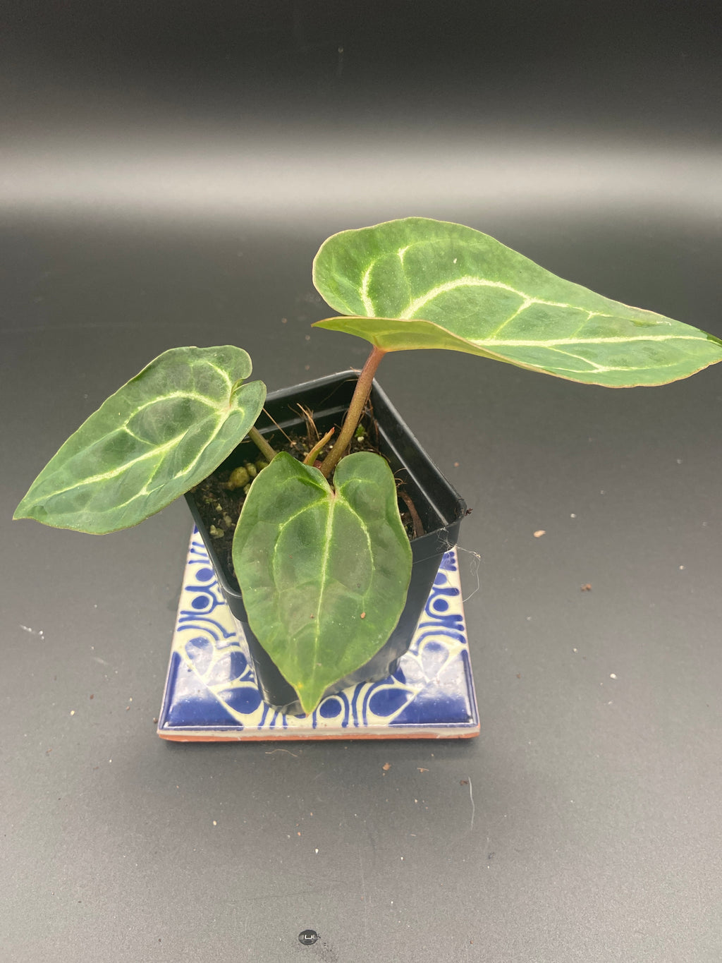 Anthurium Michelle x Open Pollination — WYSIWYG Starter