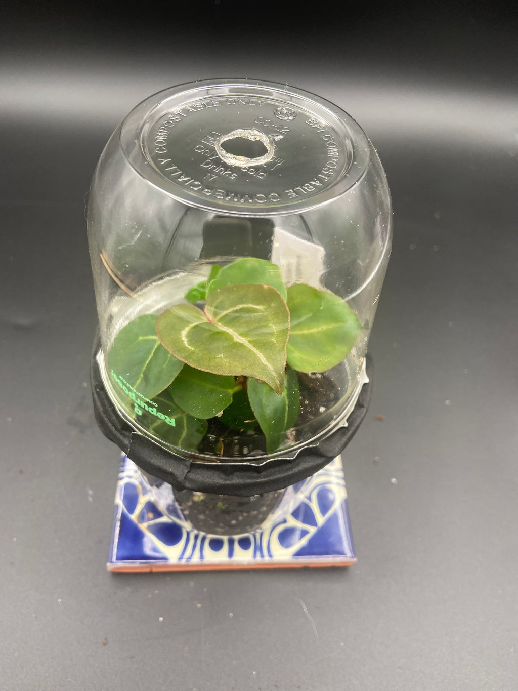 Anthurium Seedling Capsules