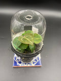 Anthurium Seedling Capsules