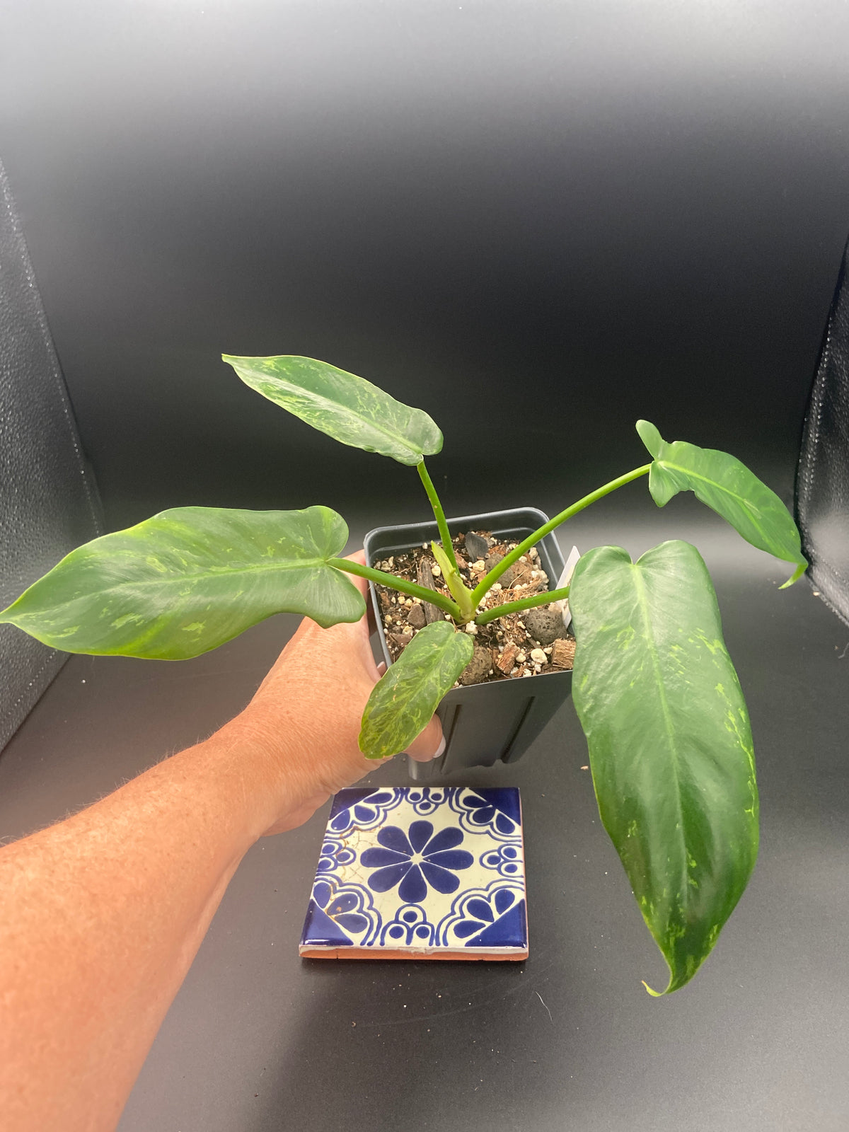 Philodendron Mottled Dragon — WYSIWYG