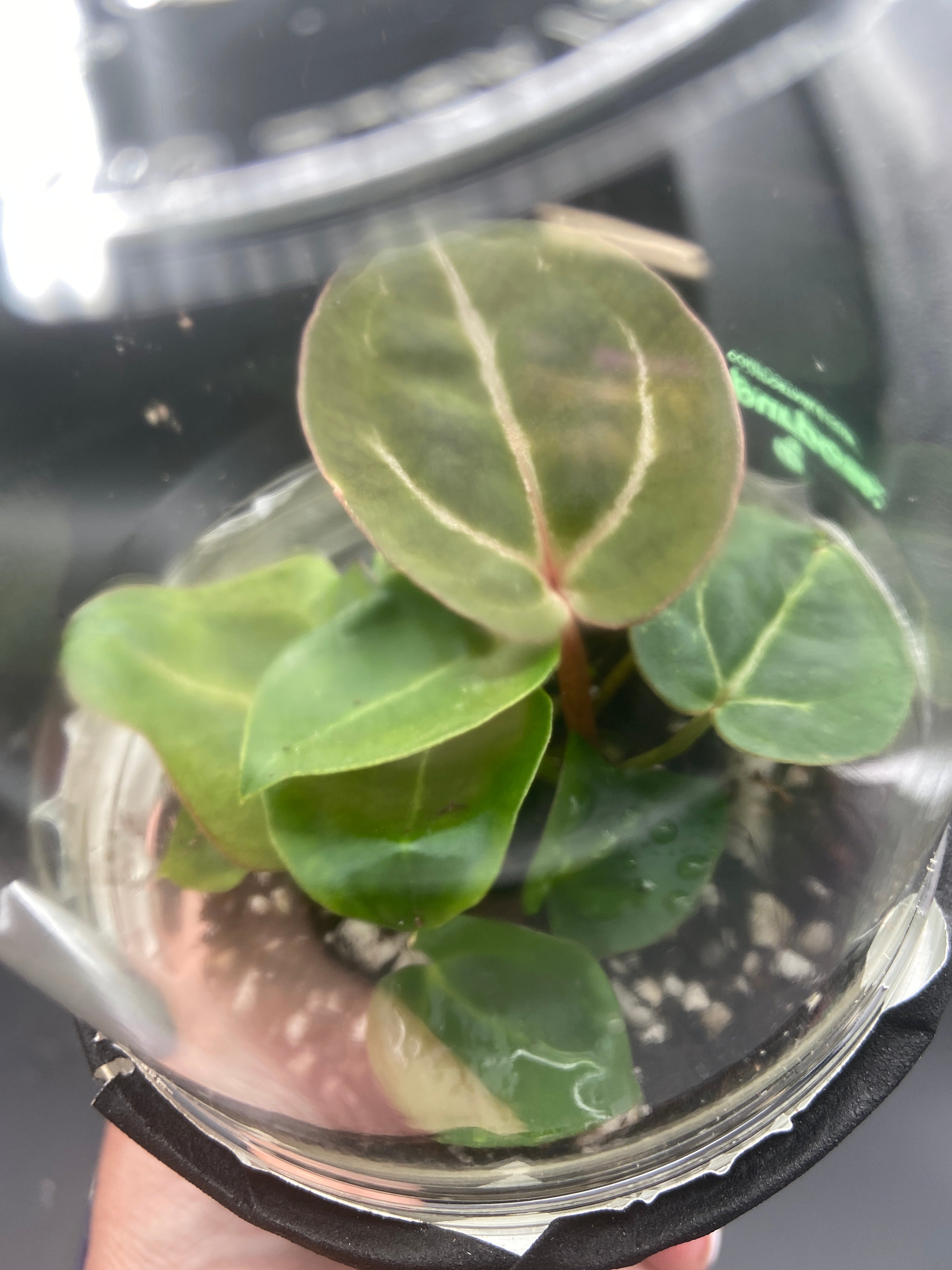 Anthurium Seedling Capsules