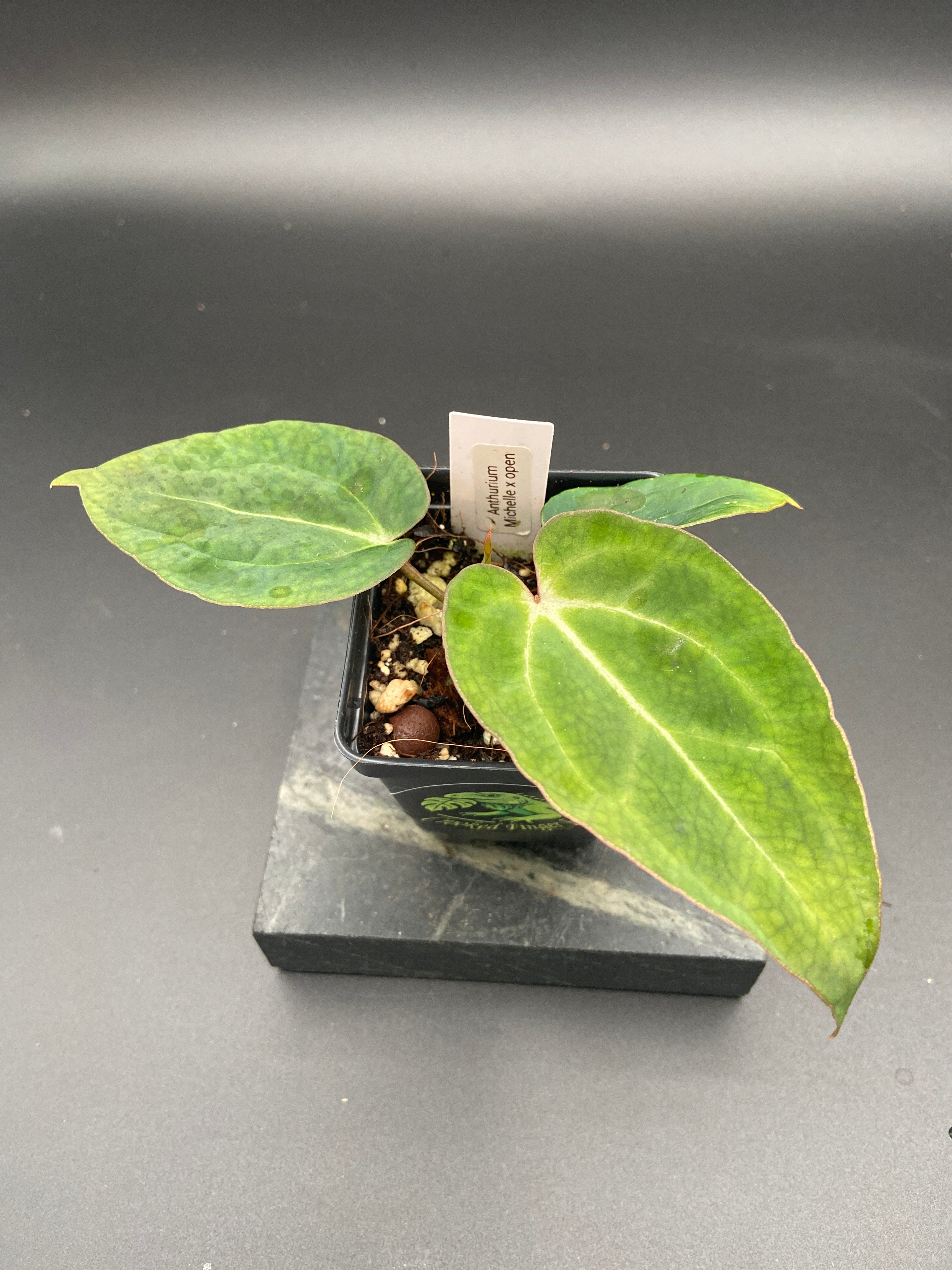 Anthurium Michelle x Open Pollination — WYSIWYG Starter