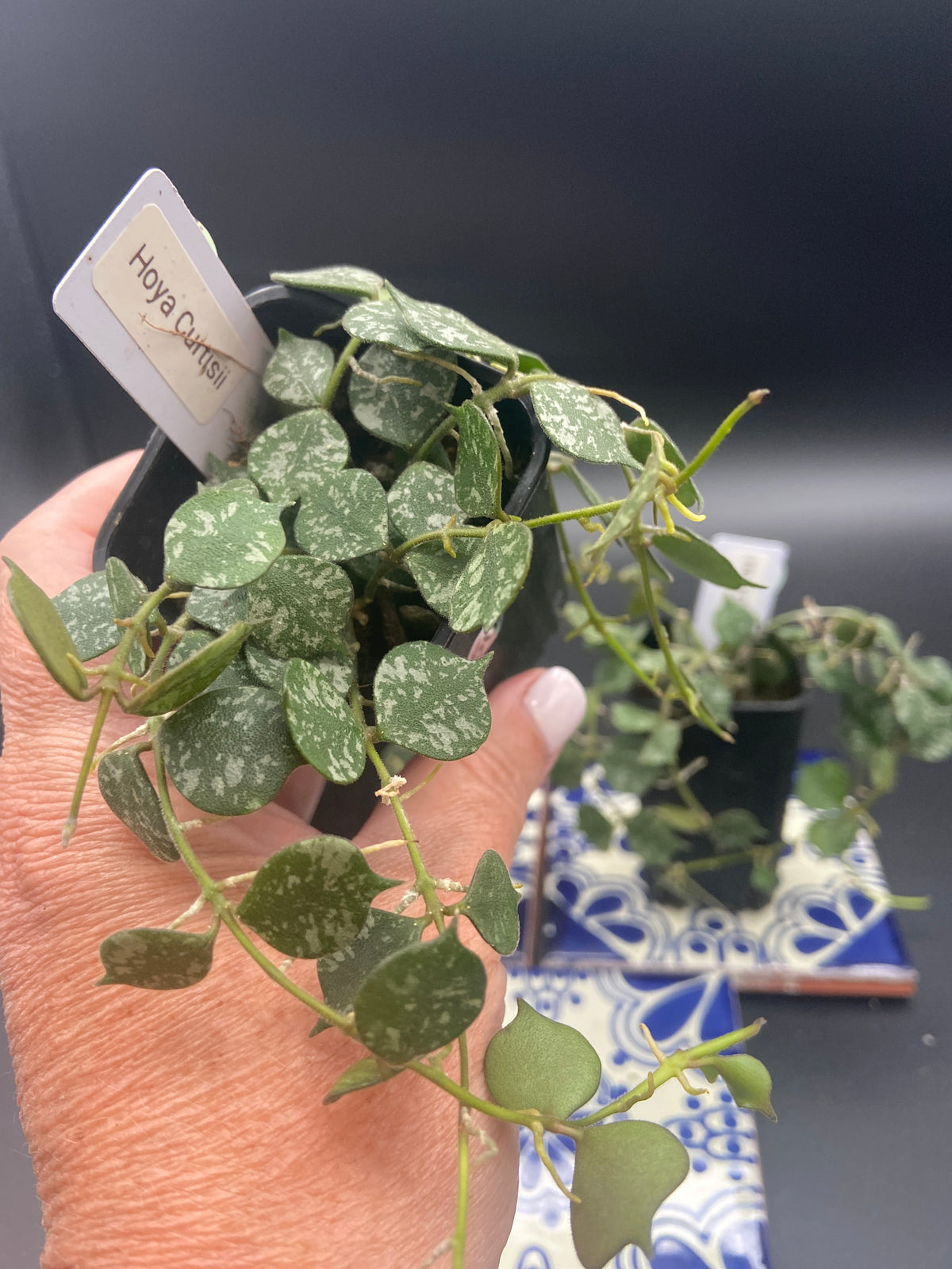 Hoya Curtisii
