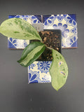 Hoya AH074 'Silver Moon'
