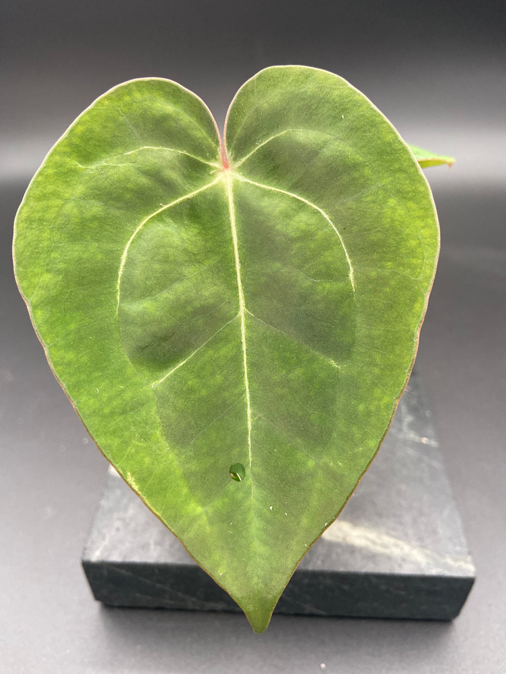 Anthurium Papillilaminum x Michelle — WYSIWYG Starter