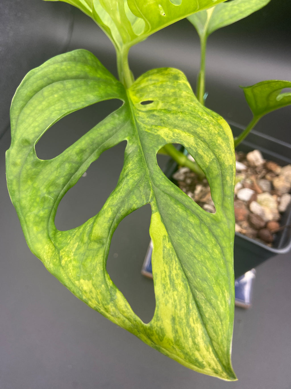 Monstera Adansonii Aurea — WYSIWYG