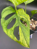 Monstera Adansonii Aurea — WYSIWYG
