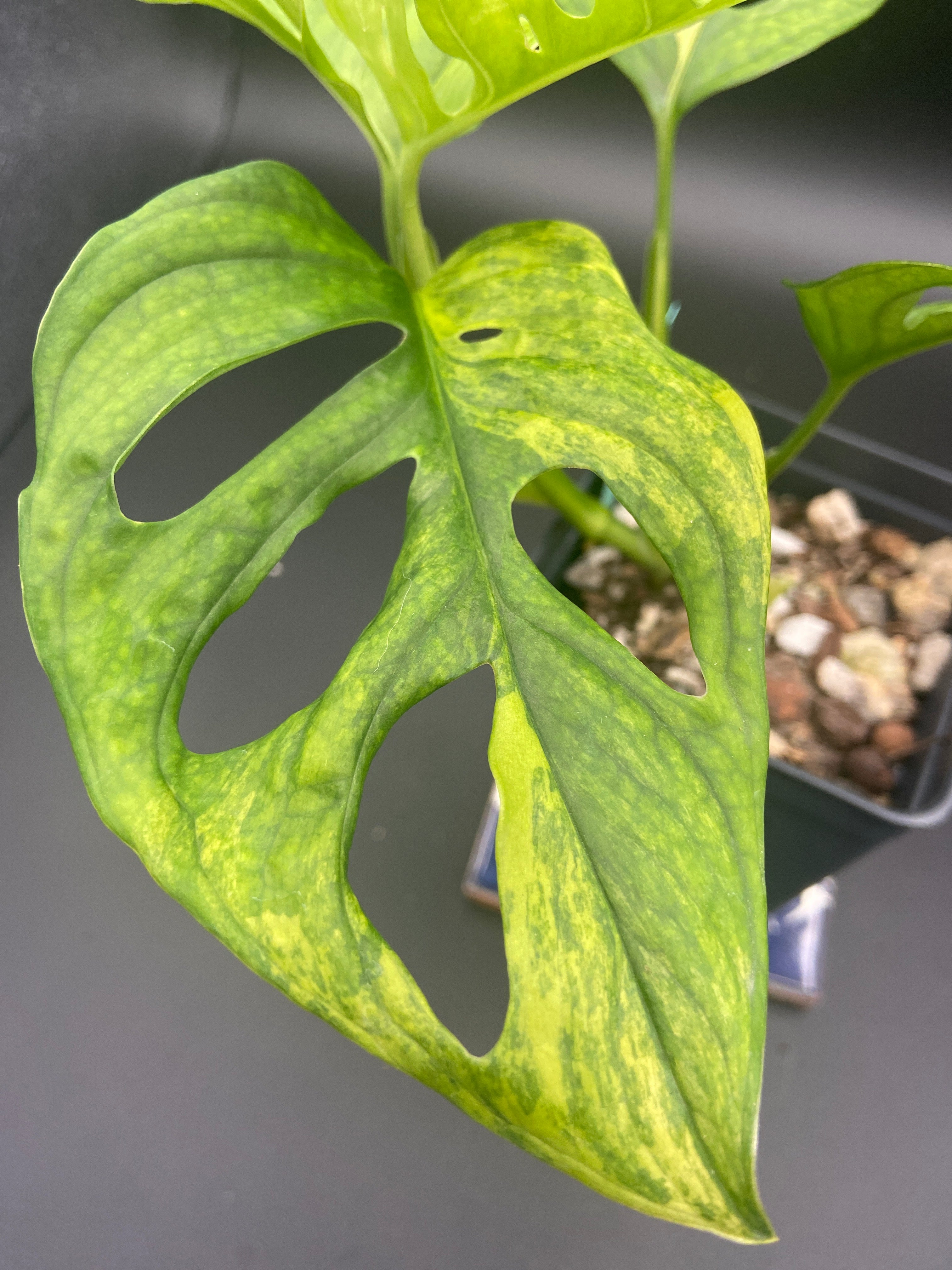 Monstera Adansonii Aurea — WYSIWYG