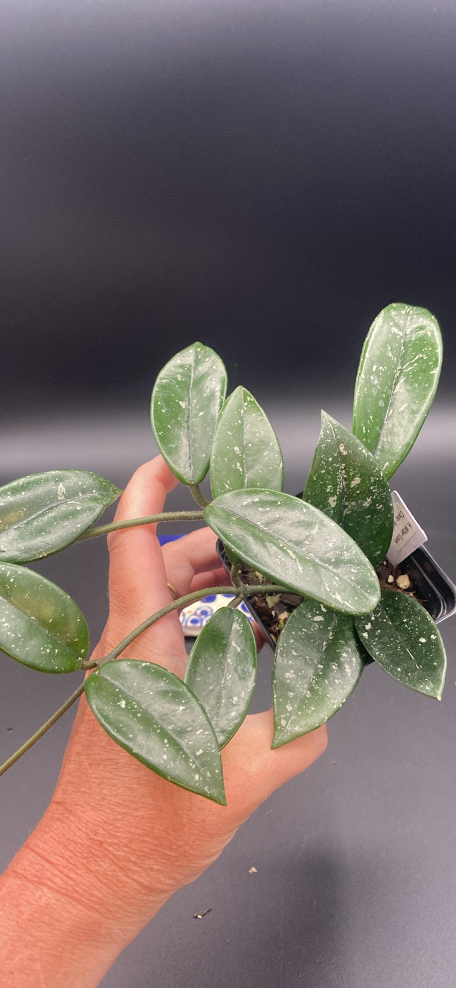 Hoya Carnosa 'Wilbur Graves' China