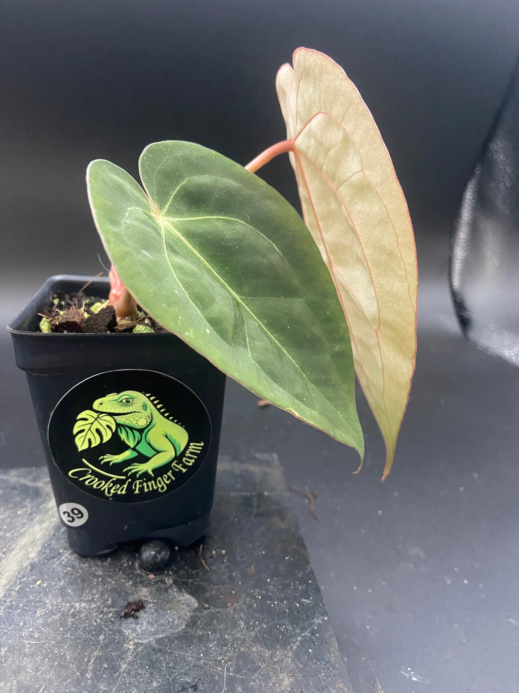 Anthurium Papillilaminum x Michelle — Grower's Choice Starter