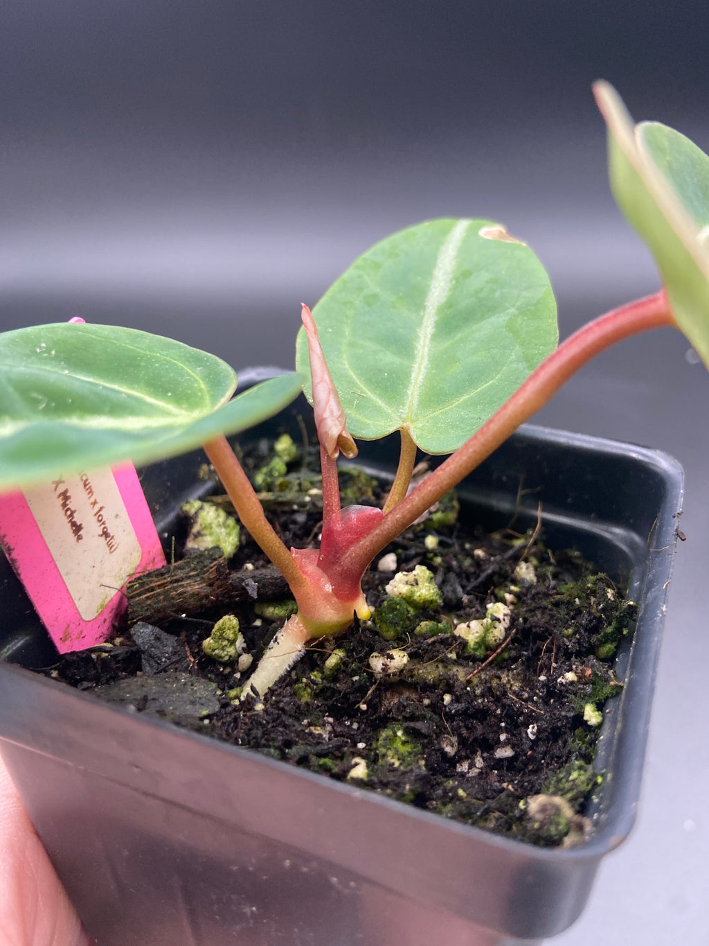 Anthurium (Magnificum x Forgetti) X Michelle. — WYSIWYG