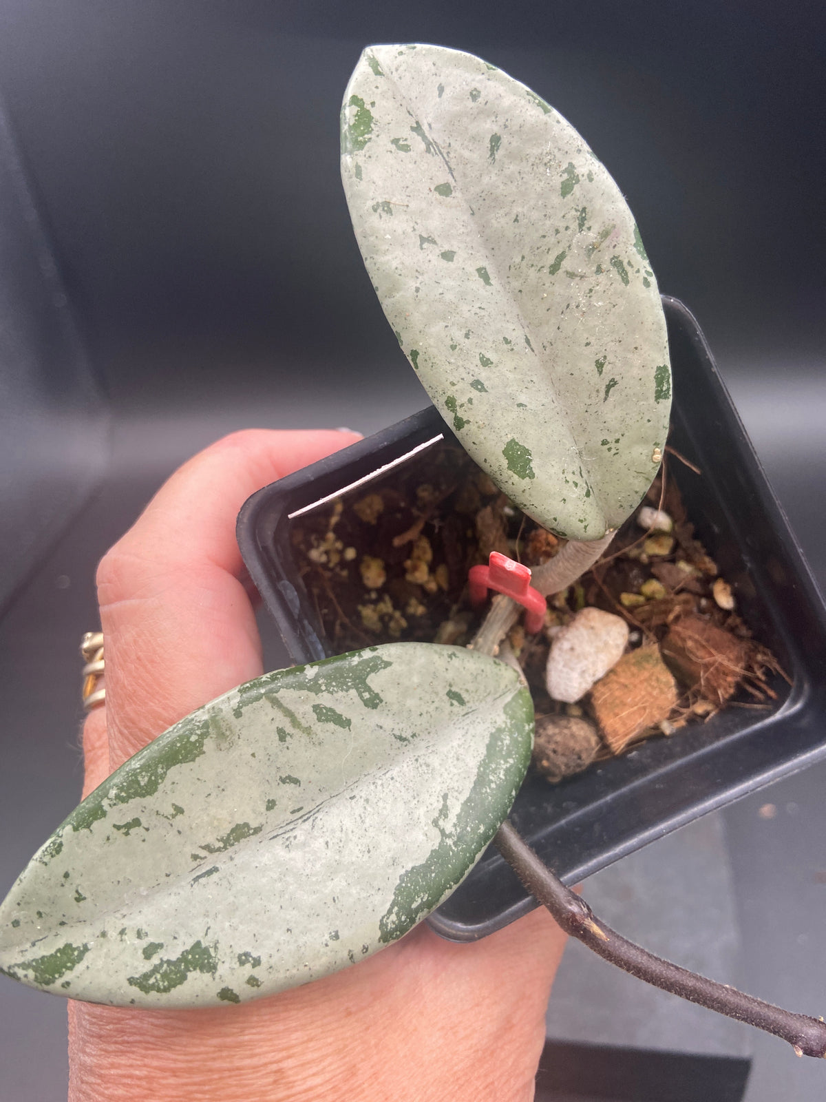 Hoya Carnosa 'Wilbur Graves' Russia