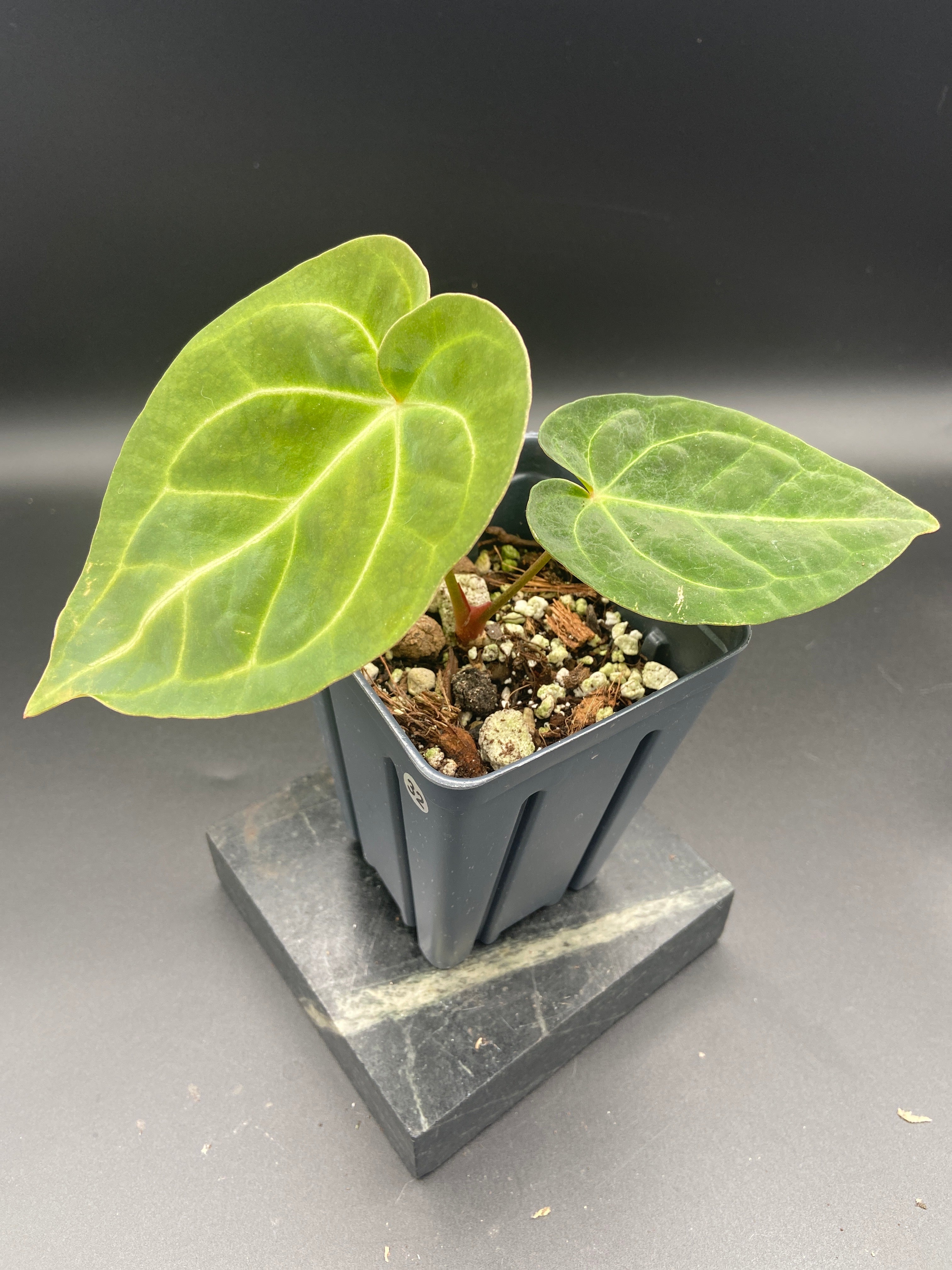Anthurium (Magnificum x Forgetti) X Dark Besseae Aff. — WYSIWYG