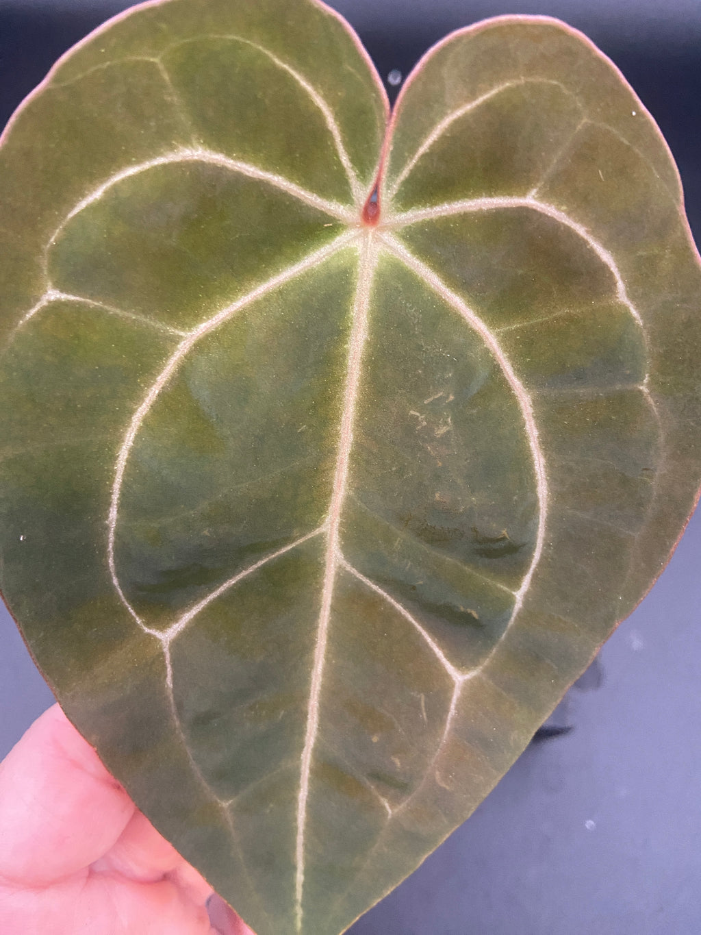 Anthurium Papillilaminum x Michelle — Grower's Choice Starter