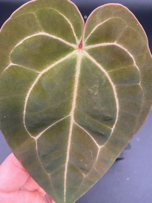 Anthurium Papillilaminum x Michelle — Grower's Choice Starter